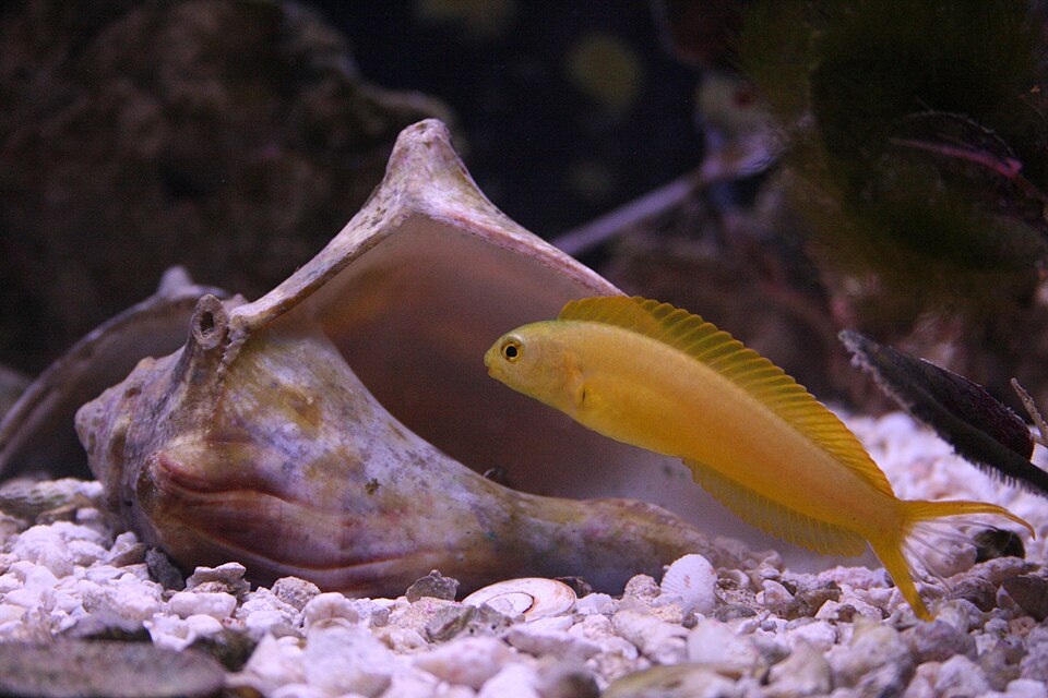 Canary Blenny (Meiacanthus oualanensis)