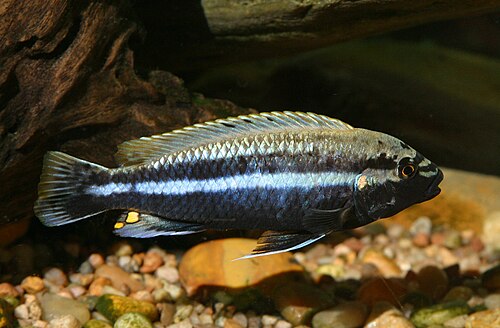 GOLDEN MBUNA 1.5 TO 2" UNSEXED
