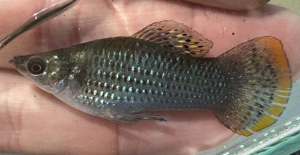 Molly (Poecilia sphenops)