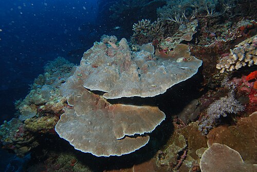 Montipora (Montipora spp.)