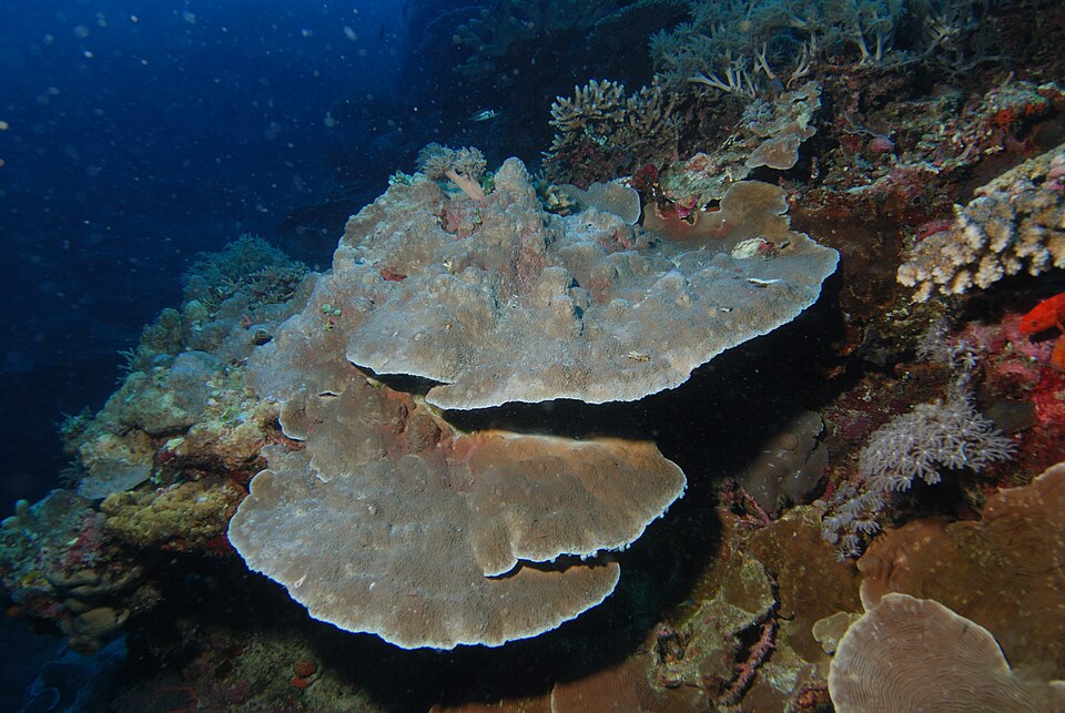 Montipora (Montipora spp.)