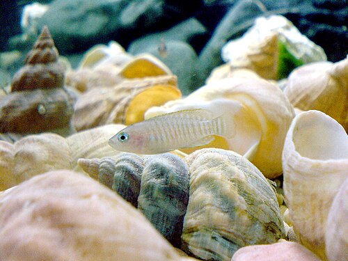 Shell dweller (multies)