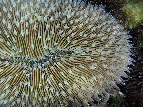 Mushroom coral (Discosoma spp.)
