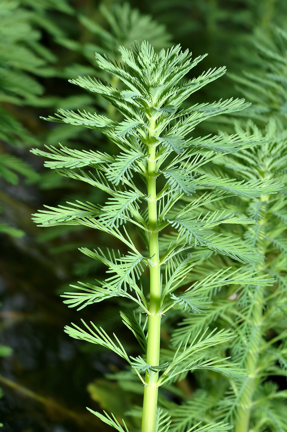Parrot’s Feather (Myriophyllum aquaticum)