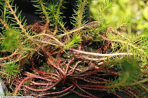Red Parrot Feather (Myriophyllum brasiliensis)