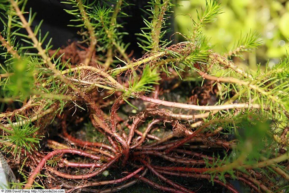 Red Parrot Feather (Myriophyllum brasiliensis)