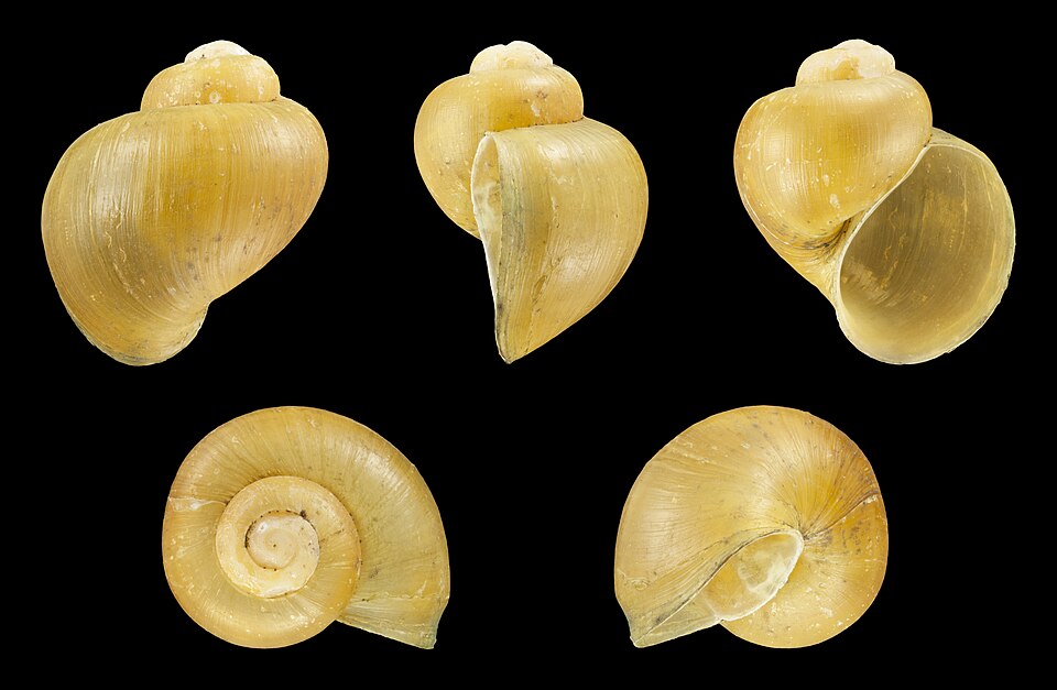 Mystery snail (Pomacea diffusa)