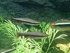 Gold Beckford Pencilfish (Nannostomus beckfordi)