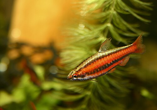 Coral Red Pencilfish
