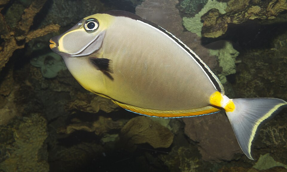 Naso Tang (Naso lituratus)