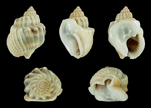 Nassarius snail