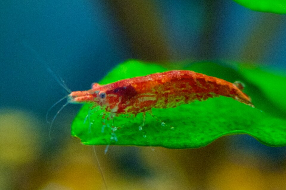 Neocaridina (cherry) shrimp (Neocaridina davidi)