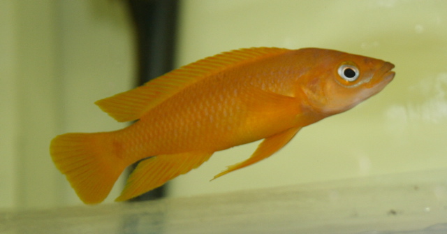 Lemon Cichlid