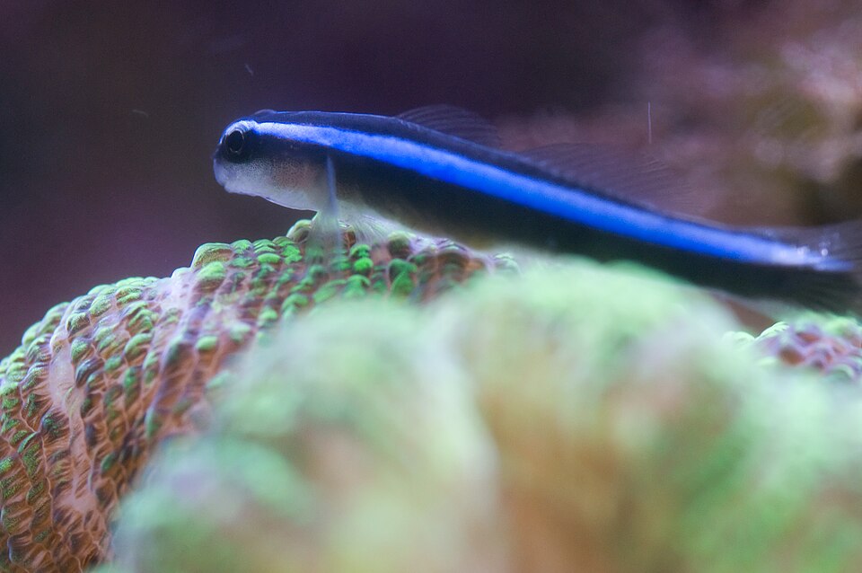 Neon goby (Elacatinus oceanops)