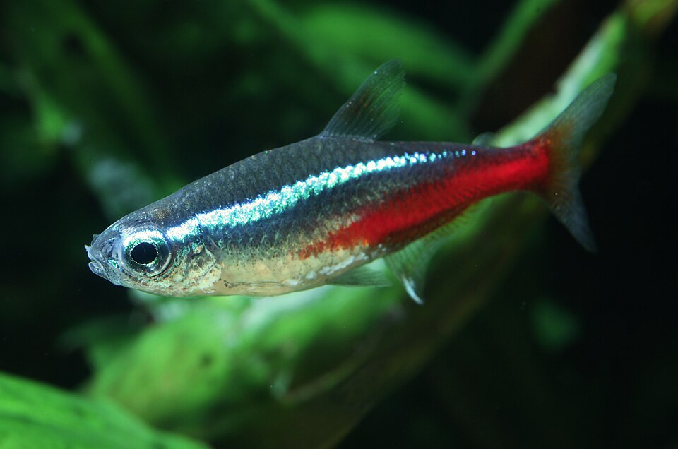 Neon tetra (Paracheirodon innesi)