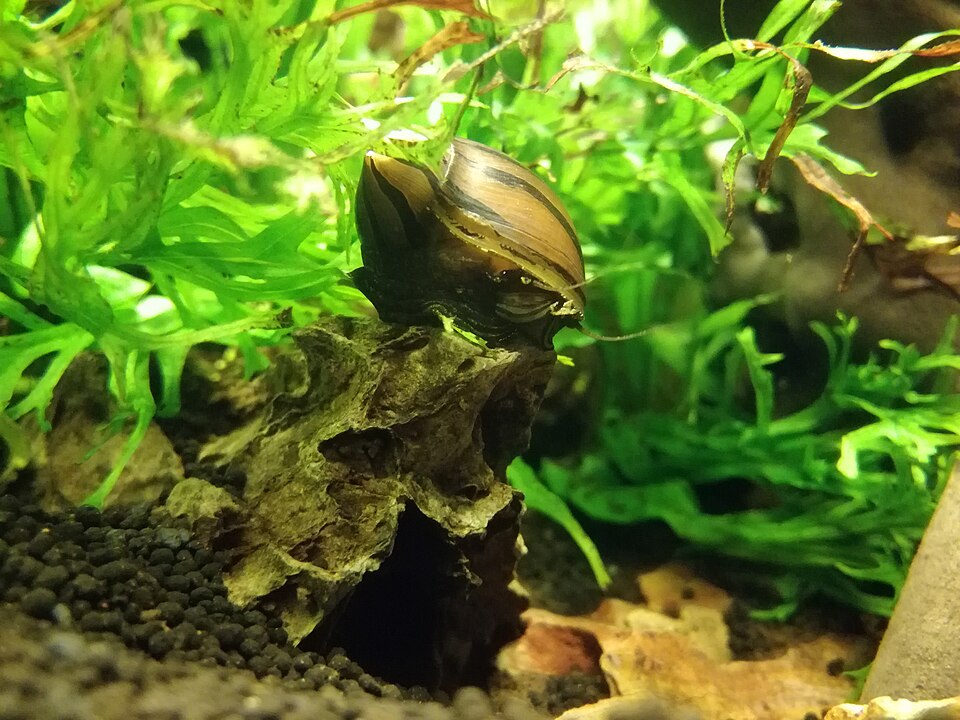 Nerite snail (Neritina natalensis)