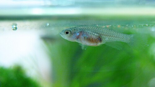 Blue Egger's Killifish