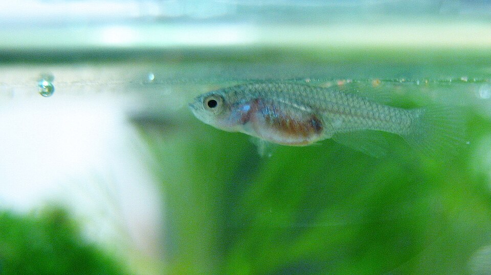 Blue Egger's Killifish (Nothobranchius eggersi)