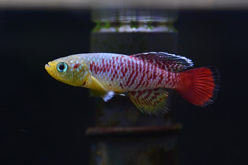 Gunther's Blue Zanzibar Killifish