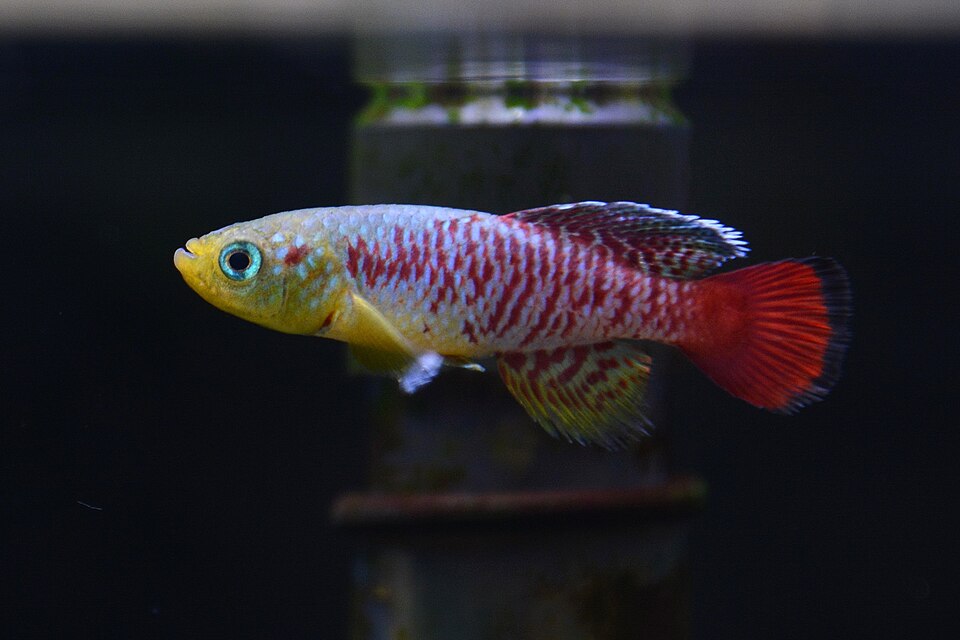 Gunther's Blue Zanzibar Killifish (Nothobranchius guentheri)