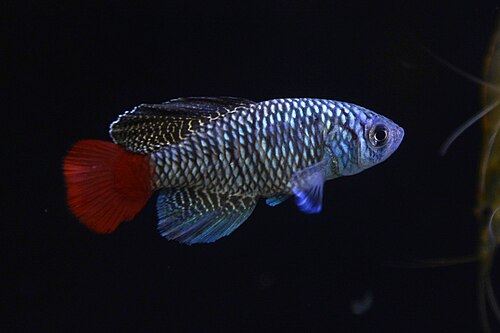 Patrizi's Killifish