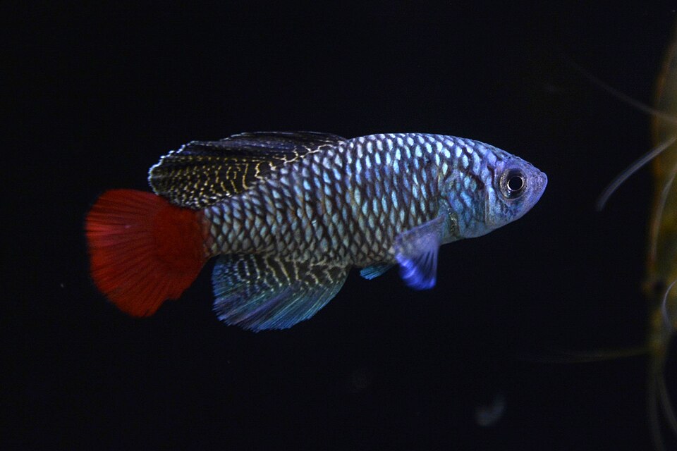 Patrizi's Killifish (Nothobranchius patrizii)