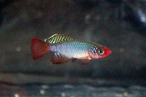 Rubripinnis Killifish