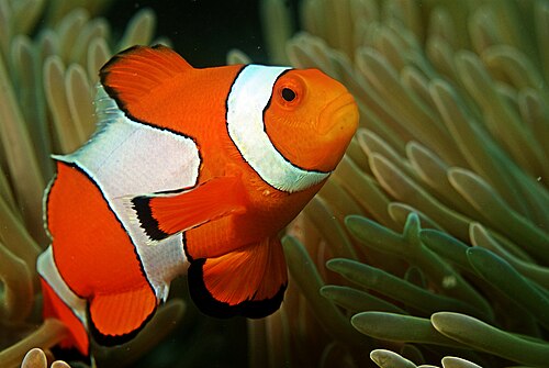 Ocellaris clownfish (Amphiprion ocellaris)