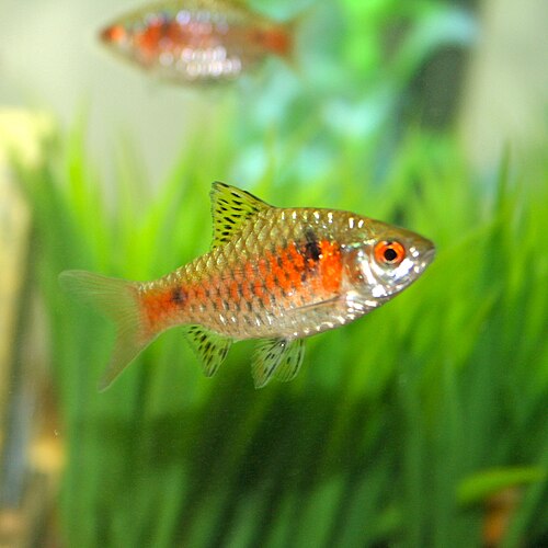 Odessa barb (Pethia padamya)