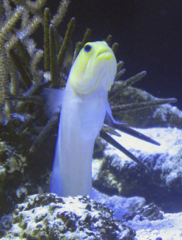 Pearly Jawfish