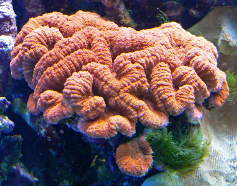 ORA Aquacultured Micronesian Red Lobophyllia Coral