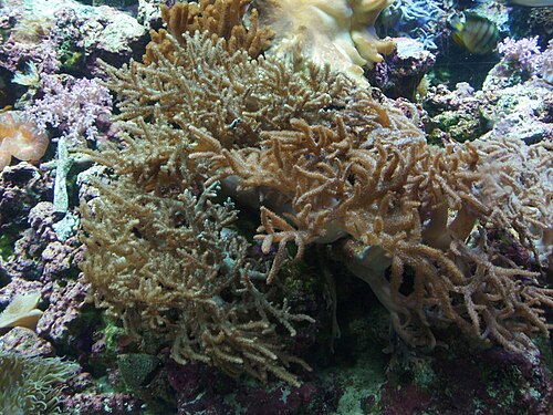 ORA Aquacultured Neon Green Sinularia