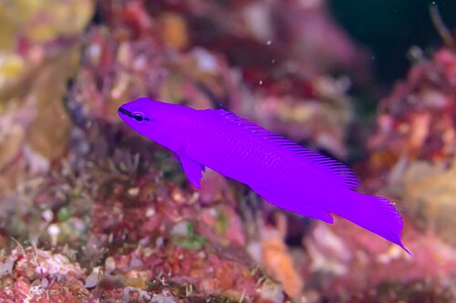 Orchid dottyback