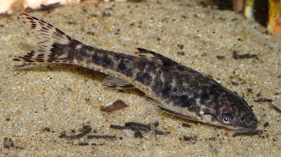 Otocinclus (Otocinclus spp.)