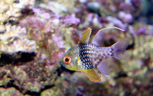 Pajama cardinalfish