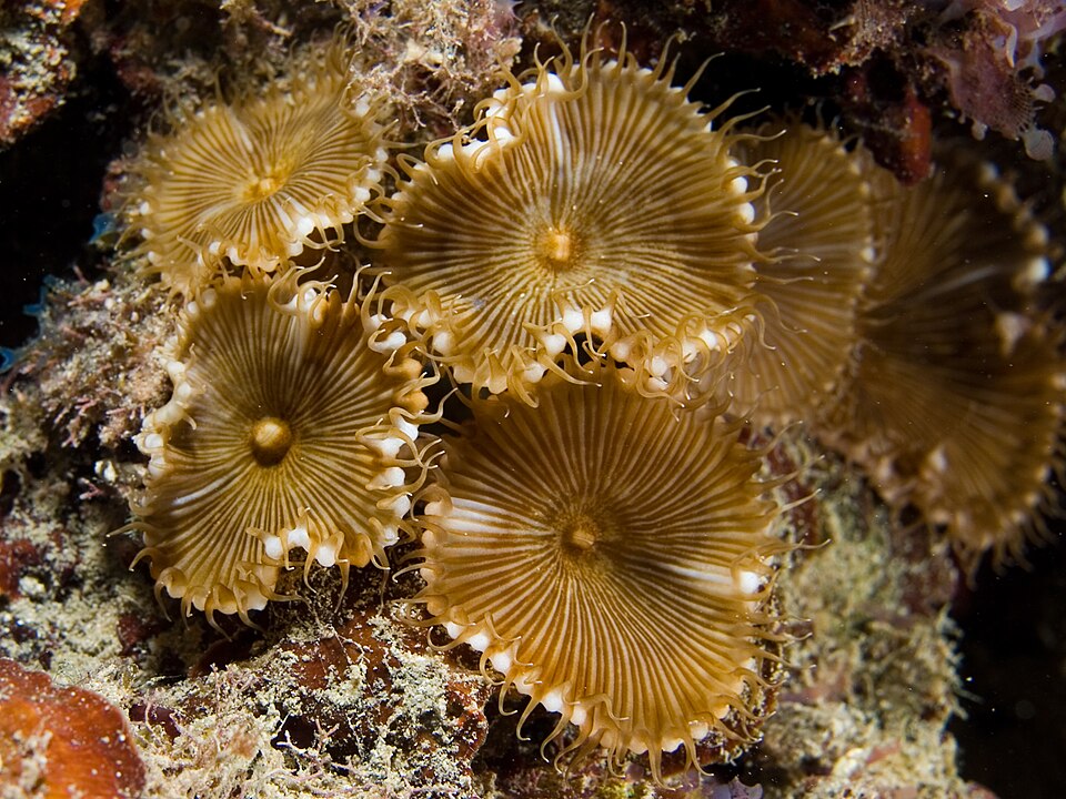 Palythoa (Palythoa spp.)