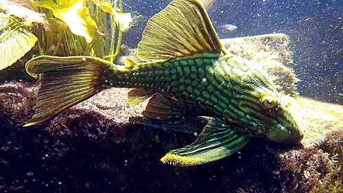 L027c Araguaia Gold Line Thunder Royal Pleco (Panaque armbrusteri)