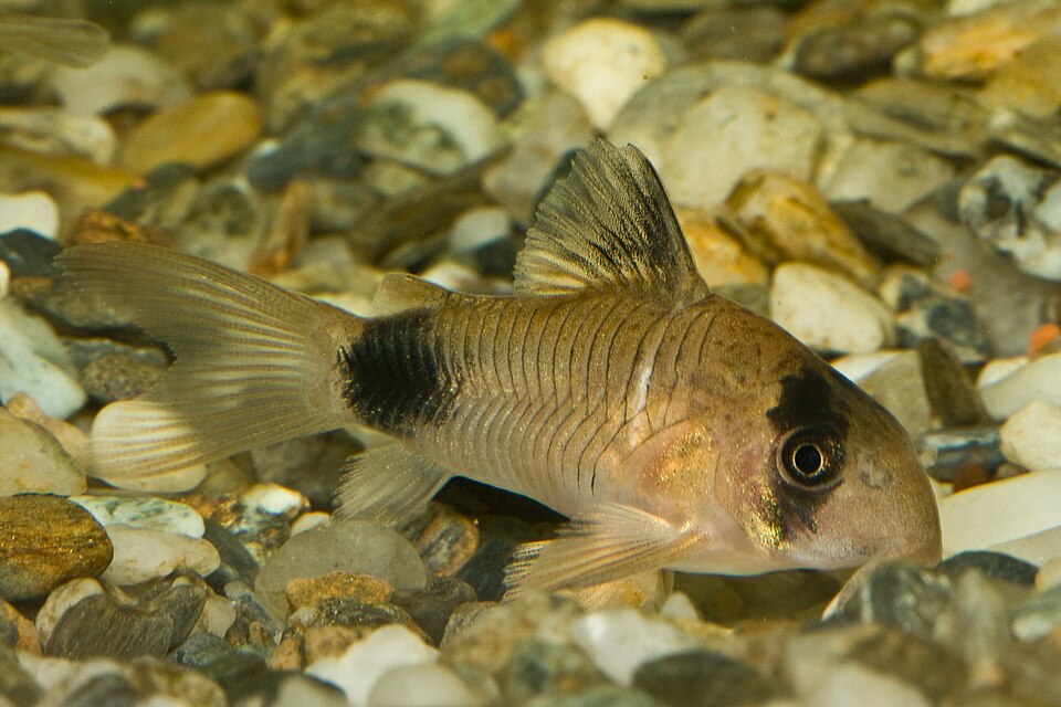 Panda corydoras (Corydoras panda)