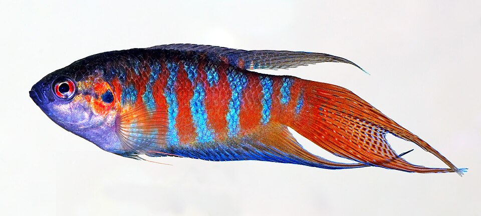 Paradise fish (Macropodus opercularis)