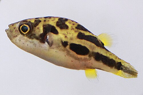 Pea (dwarf) puffer (Carinotetraodon travancoricus)