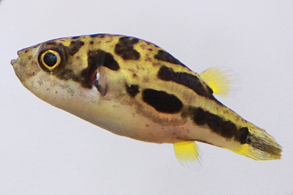 Pea (dwarf) puffer (Carinotetraodon travancoricus)