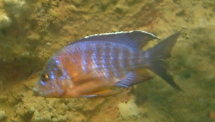Peacock cichlid