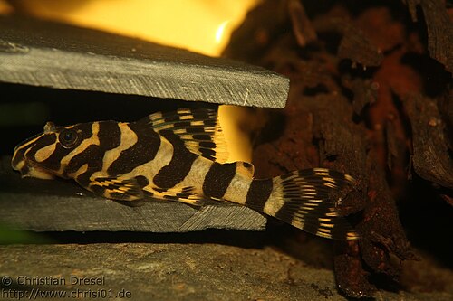 L134 Leopard Frog Pleco (Peckoltia compta)
