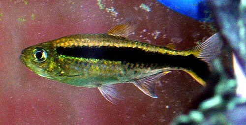 Penguin tetra