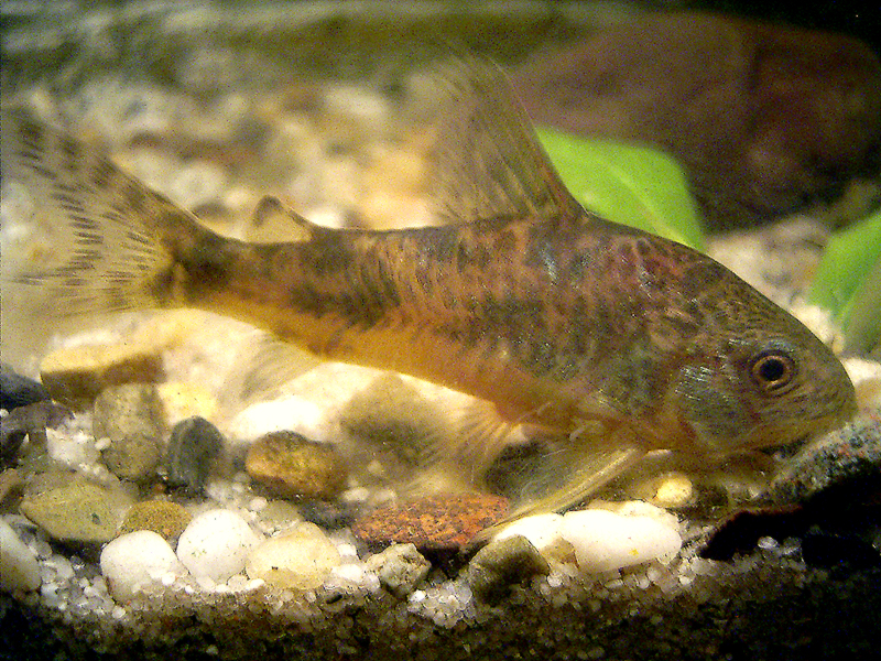 Peppered corydoras (Corydoras paleatus)