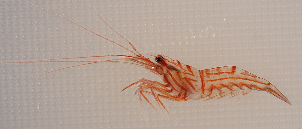 Peppermint shrimp (Lysmata wurdemanni)
