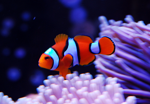 Percula clownfish