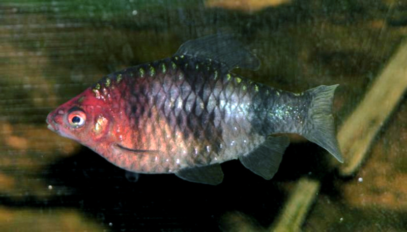 BEAUTIFUL BLACK RUBY BARBS SMALL UNSEXED (Pethia nigrofasciata)