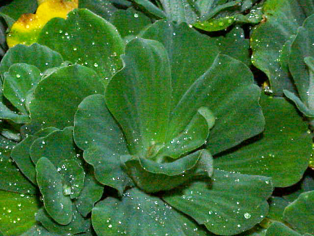 BUY 2 GET 1 FREE Water Lettuce (Pistia stratiotes)