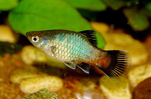 Platy (Xiphophorus maculatus)